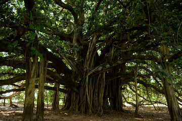 Colombia Guacari three