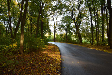 Fototapeta premium Autumn trees fall colours