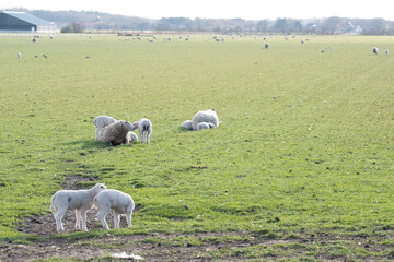 Fototapeta premium Sheep 