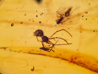 P1010006 spider fossil inside 99 million year old Burmese amber cECP 2020