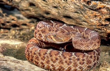 Red diamond rattlesnake
