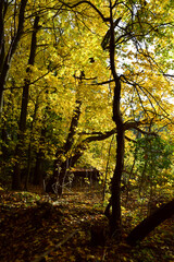 Autumn trees fall colours