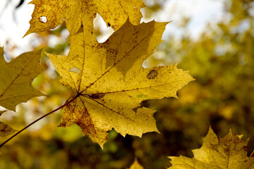 Autumn leaves fall colours 