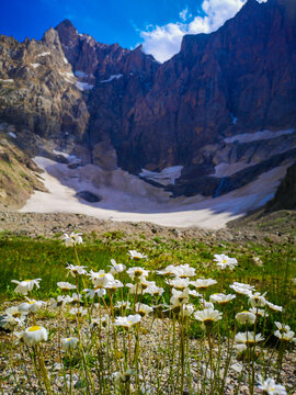 white daisy flowers and snowy mountains in the background, winter and spring season © Emin