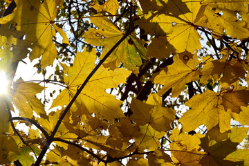 Autumn trees fall colours