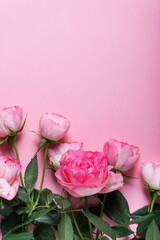 Pink English roses on the pink background