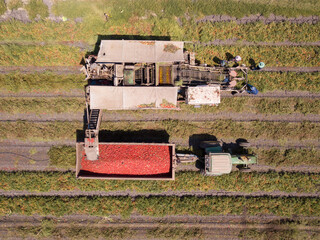 Fototapeta na wymiar Agriculture machinery. Tomato harvester loading a trailer with fresh ripe Red Tomatoes.