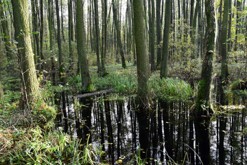Autumn alder-bog forest with water flooded trees