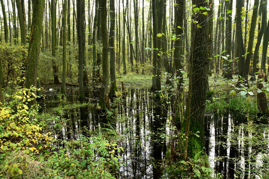 Autumn alder-bog forest with water flooded trees