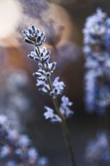 Naklejka premium lavender on lavender field. floral background