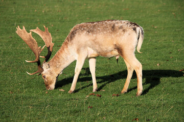 Naklejka na ściany i meble A close up of a Fallow Deer Stag