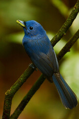 Sri Lankan Black-naped Monarch (Hypothymis azurea ceylonensis) perched on twigs after catching a cicada at Sinharaja Forest Reserve, Sri Lanka.