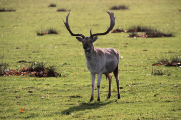 A close up of a Fallow Deer Stag