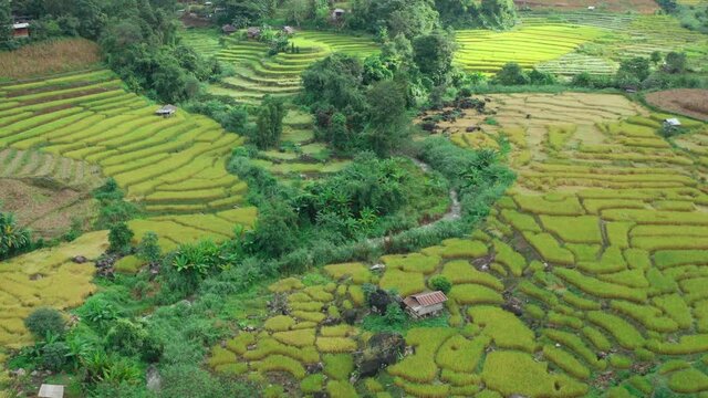 Rice Terraces in Doi inthanon national park in chiang Mai province, Thailand