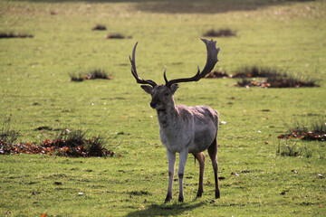 A close up of a Fallow Deer Stag