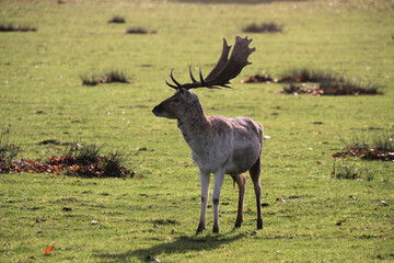 A close up of a Fallow Deer Stag