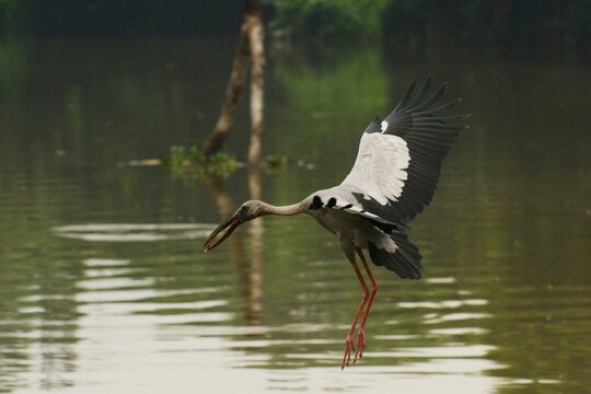 After successfully catching a water snail an Asian open-billed stork (Anastomus oscitans) descends for landing at Nedimala Canal in Dehiwala-Mount Lawinia in Sri Lanka
