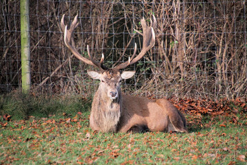 A close up of a Red Deer Stag