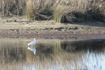 Grande aigrette à Lanton - gironde