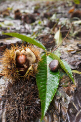 Chestnut on its sharp wrapping by a chestnut leave on the ground