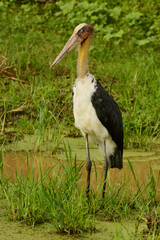 Lesser adjutant stork (Leptoptilos javanicus) at a small pond at Yala National Park, Sri Lanka