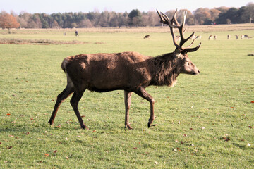 A close up of a Red Deer Stag