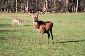 A close up of a Red Deer Stag