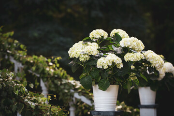 Potted white flowers on the railing