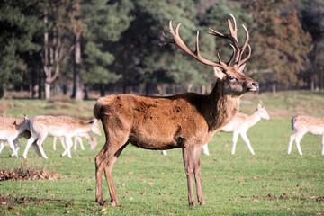 A close up of a Red Deer Stag