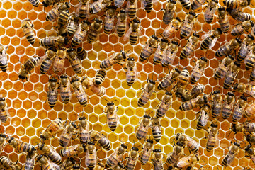 Colony of Bees on Honeycomb