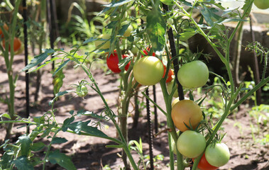 green and red tomatoes  on branches in the garden