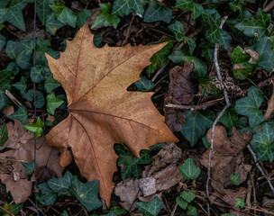 Hojas de otoño