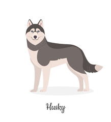 Husky dog. Vector illustration of big grey standing dog in flat style. Isolated on white