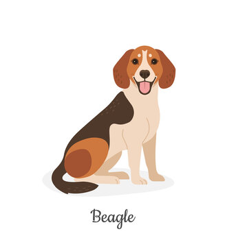 Beagle. Vector illustration of cute spotted brown dog  in flat style. Isolated on white