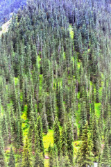 Colorful painting of beautiful mountain landscape with forest