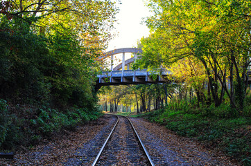 Fototapeta premium railway in the forest