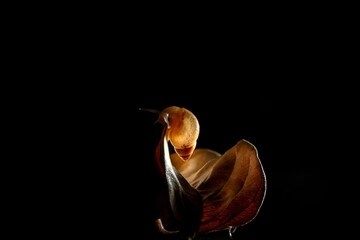 Caramujo em uma folha seca com fundo preto.