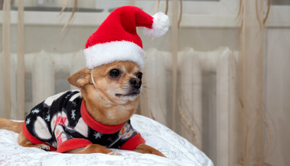A chihuahua dog in a new year's costume is lying on the bed.
