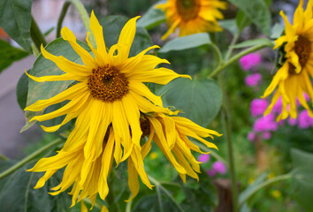 Obraz premium decorative sunflower flower in the garden, decorative sunflower close up