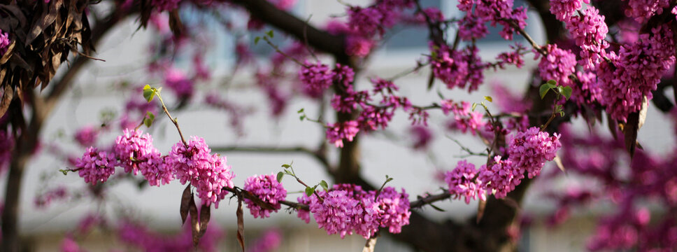 Close-up Of Pink Flowers Blooming On Tree