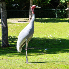 Naklejka premium Sarus crane, Grus antigone also known as Indian sarus crane