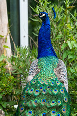 Obraz premium Indian Peacock or Blue Peacock, Pavo cristatus