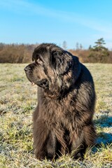 Fototapeta premium Newfoundland dog in autumn landscape. Large dog breed. A powerful dog.