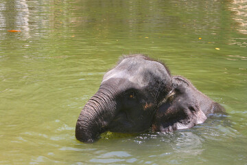 Naklejka na ściany i meble baby elephant swimming in lake water