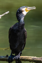 The great cormorant, Phalacrocorax carbo sitting on a branch