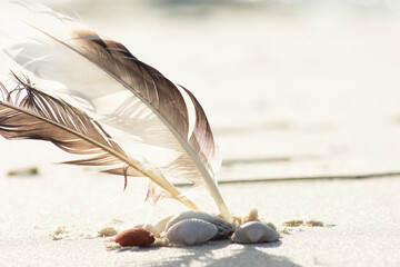 feather on the beach