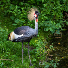 Black Crowned Crane, Balearica pavonina in a park