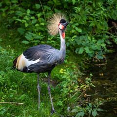 Fototapeta premium Black Crowned Crane, Balearica pavonina in a park