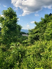 Georgia and South Carolina