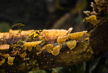 rana venenosa amazonas latinoamerica amarillo